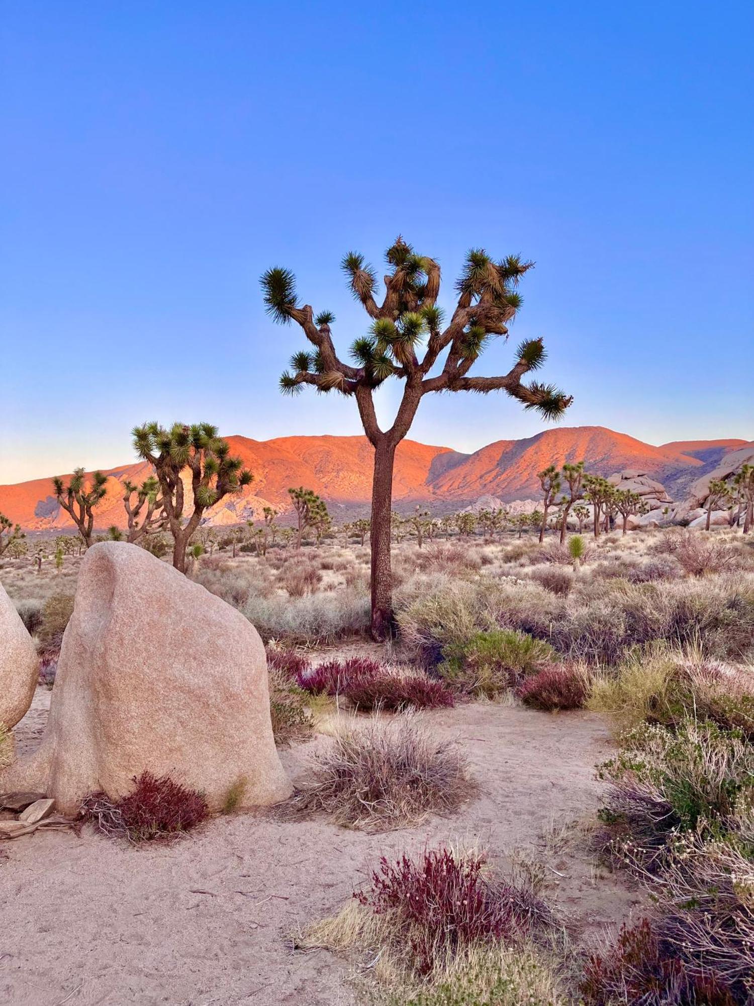 The Joshua Tree House Villa Exterior photo