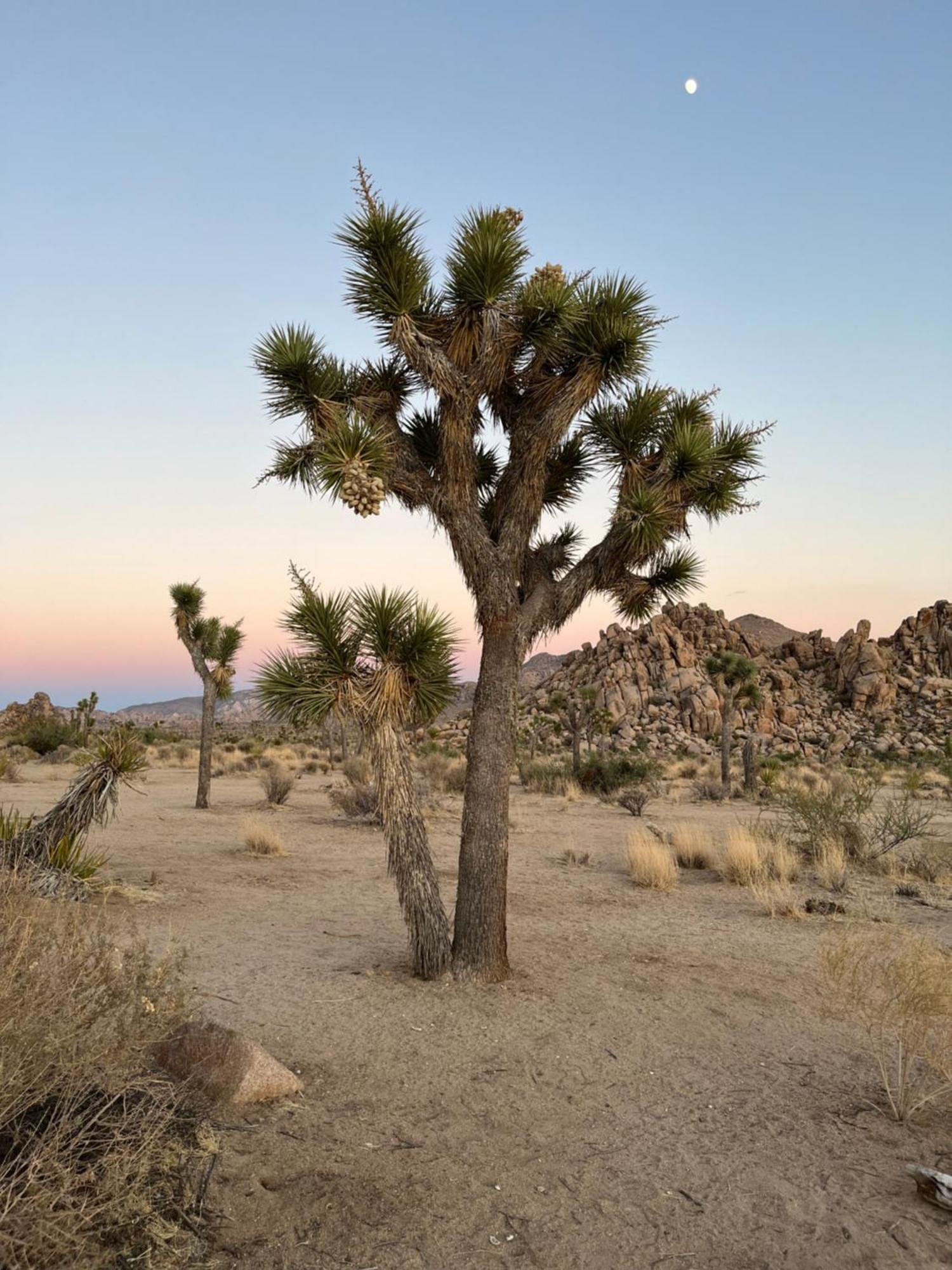 The Joshua Tree House Villa Exterior photo