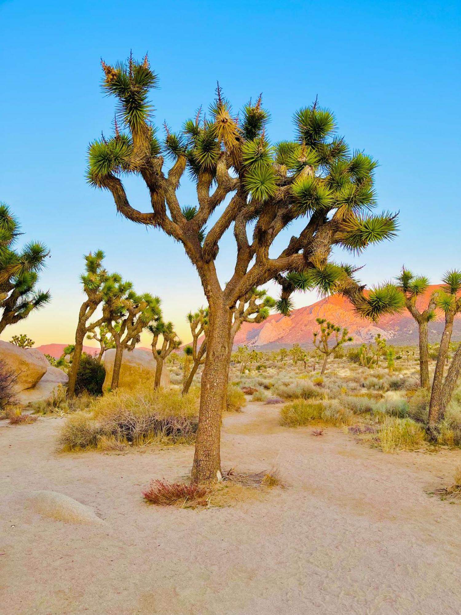 The Joshua Tree House Villa Exterior photo